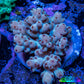 Acropora Coral -  Ultra  Acro Frag WYSIWYG A4R2B1 Acropora Coral -  Ultra  Acro Frag WYSIWYG A4R2B1 SPS Acropora Coral -  Ultra  Acro Frag WYSIWYG A4R2B1 Zeo Box Reef