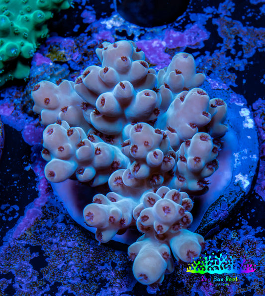Acropora Coral -  Ultra  Acro Frag WYSIWYG A4R2B1 Acropora Coral -  Ultra  Acro Frag WYSIWYG A4R2B1 SPS Acropora Coral -  Ultra  Acro Frag WYSIWYG A4R2B1 Zeo Box Reef