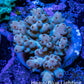 Acropora Coral -  Ultra  Acro Frag WYSIWYG A4R2B1 Acropora Coral -  Ultra  Acro Frag WYSIWYG A4R2B1 SPS Acropora Coral -  Ultra  Acro Frag WYSIWYG A4R2B1 Zeo Box Reef