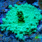 Acropora Coral -  Ultra  Acro Frag  WYSIWYG A4R2B1 Acropora Coral -  Ultra  Acro Frag  WYSIWYG A4R2B1 SPS Acropora Coral -  Ultra  Acro Frag  WYSIWYG A4R2B1 Zeo Box Reef