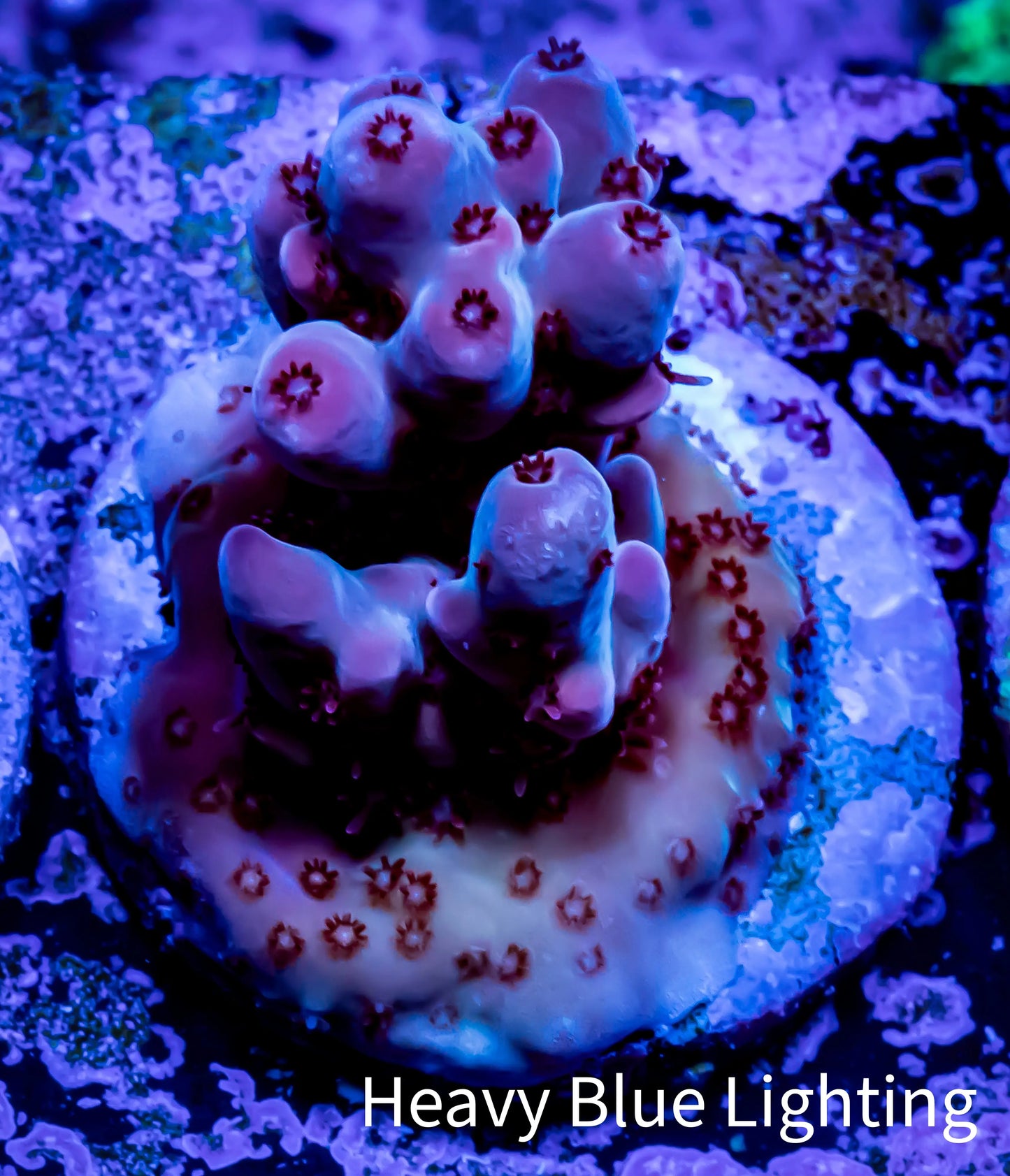 Acropora Coral -  Ultra Acro Frag WYSIWYG A4R5B1 Acropora Coral -  Ultra Acro Frag WYSIWYG A4R5B1 SPS Acropora Coral -  Ultra Acro Frag WYSIWYG A4R5B1 Zeo Box Reef