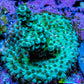 Acropora Coral - Ultra Acro Frag  WYSIWYG A4R5B1 Acropora Coral - Ultra Acro Frag  WYSIWYG A4R5B1 SPS Acropora Coral - Ultra Acro Frag  WYSIWYG A4R5B1 Zeo Box Reef