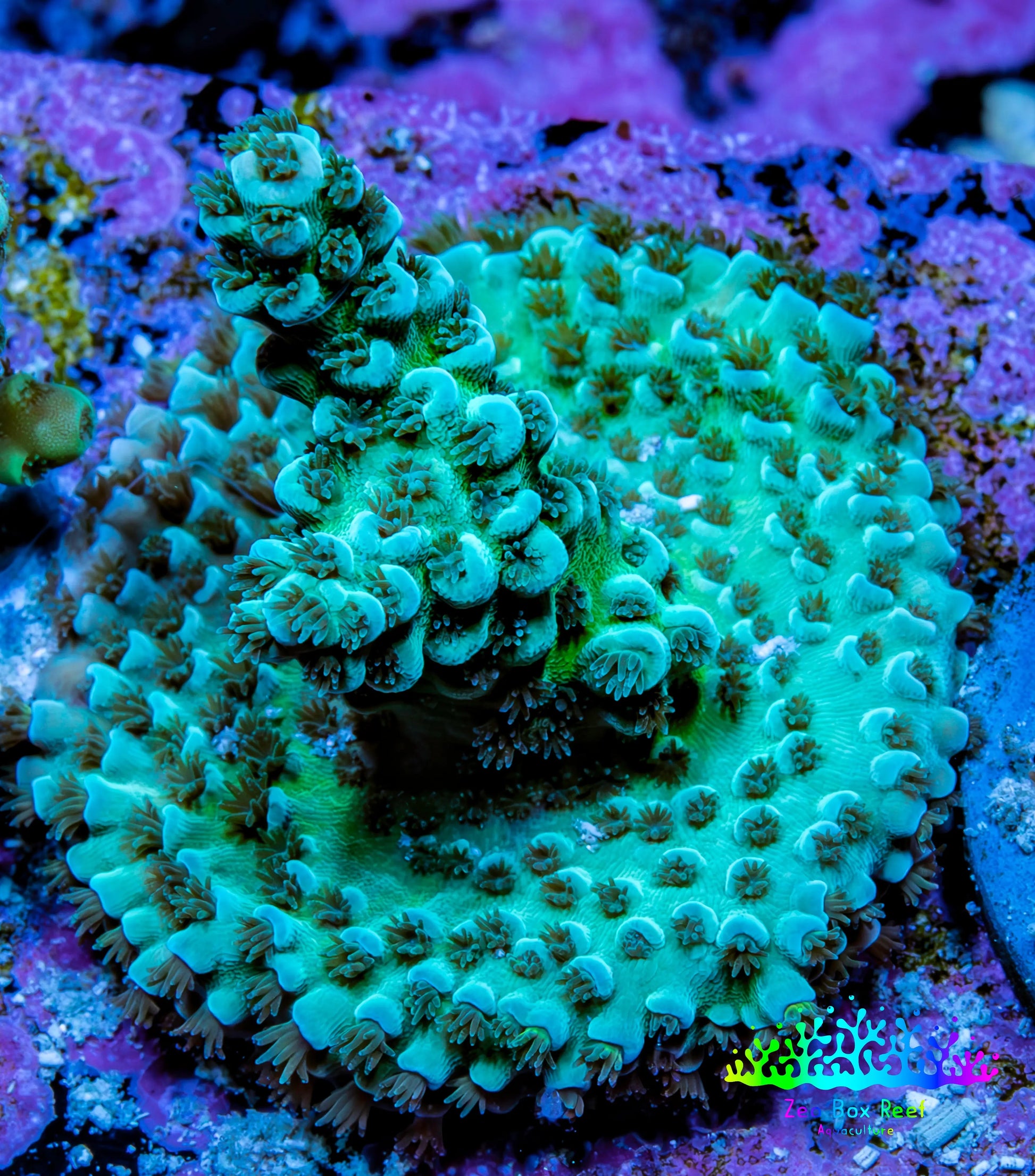 Acropora Coral - Ultra Acro Frag  WYSIWYG A4R5B1 Acropora Coral - Ultra Acro Frag  WYSIWYG A4R5B1 SPS Acropora Coral - Ultra Acro Frag  WYSIWYG A4R5B1 Zeo Box Reef