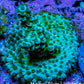 Acropora Coral - Ultra Acro Frag  WYSIWYG A4R5B1 Acropora Coral - Ultra Acro Frag  WYSIWYG A4R5B1 SPS Acropora Coral - Ultra Acro Frag  WYSIWYG A4R5B1 Zeo Box Reef