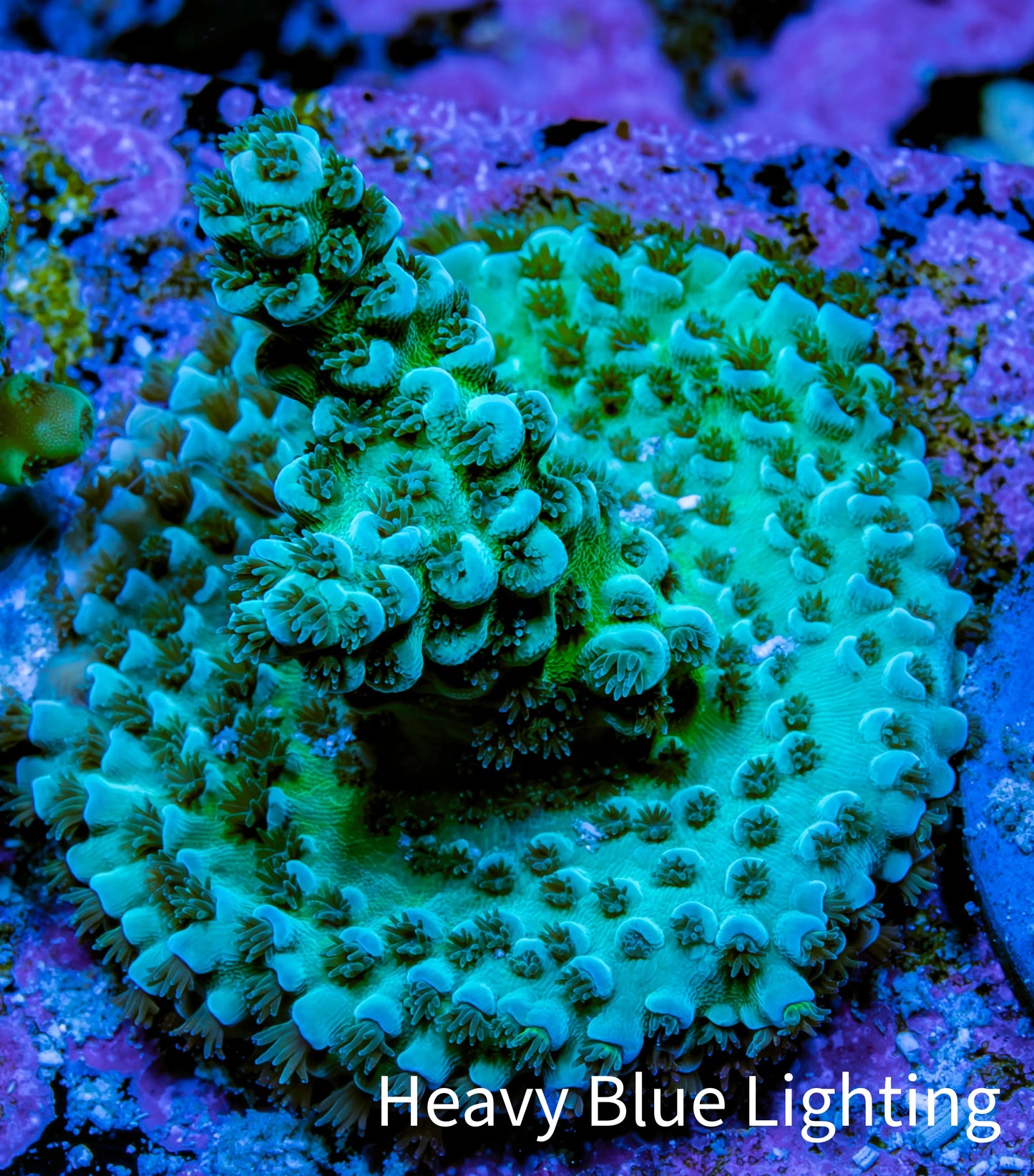 Acropora Coral - Ultra Acro Frag  WYSIWYG A4R5B1 Acropora Coral - Ultra Acro Frag  WYSIWYG A4R5B1 SPS Acropora Coral - Ultra Acro Frag  WYSIWYG A4R5B1 Zeo Box Reef