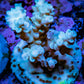 Acropora Coral -  Ultra Acro Frag WYSIWYG A5R2B1 Acropora Coral -  Ultra Acro Frag WYSIWYG A5R2B1 SPS Acropora Coral -  Ultra Acro Frag WYSIWYG A5R2B1 Zeo Box Reef
