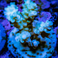 Acropora Coral -  Ultra Acro Frag WYSIWYG A5R2B1 Acropora Coral -  Ultra Acro Frag WYSIWYG A5R2B1 SPS Acropora Coral -  Ultra Acro Frag WYSIWYG A5R2B1 Zeo Box Reef