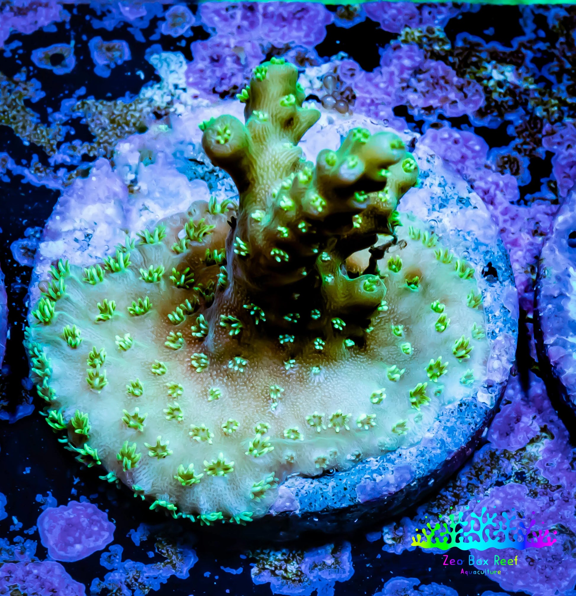 Acropora Coral -  Ultra Acro Frag WYSIWYG A5R5B1 Acropora Coral -  Ultra Acro Frag WYSIWYG A5R5B1 SPS Acropora Coral -  Ultra Acro Frag WYSIWYG A5R5B1 Zeo Box Reef