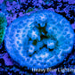 Acropora Coral -  Ultra Acro Frag WYSIWYG A5R5B1 Acropora Coral -  Ultra Acro Frag WYSIWYG A5R5B1 SPS Acropora Coral -  Ultra Acro Frag WYSIWYG A5R5B1 Zeo Box Reef