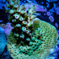 Acropora Coral -  Ultra Acro Frag WYSIWYG A5R5B1 Acropora Coral -  Ultra Acro Frag WYSIWYG A5R5B1 SPS Acropora Coral -  Ultra Acro Frag WYSIWYG A5R5B1 Zeo Box Reef