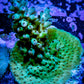 Acropora Coral -  Ultra Acro Frag WYSIWYG A5R5B1 Acropora Coral -  Ultra Acro Frag WYSIWYG A5R5B1 SPS Acropora Coral -  Ultra Acro Frag WYSIWYG A5R5B1 Zeo Box Reef