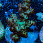 Acropora Coral - Ultra Acro Frag  WYSIWYG A5R5B1 Acropora Coral - Ultra Acro Frag  WYSIWYG A5R5B1 SPS Acropora Coral - Ultra Acro Frag  WYSIWYG A5R5B1 Zeo Box Reef