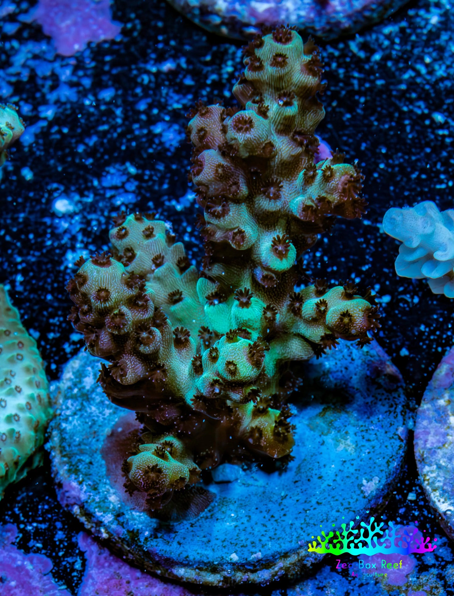 Acropora Coral - Ultra Acro Frag  WYSIWYG A5R5B1 Acropora Coral - Ultra Acro Frag  WYSIWYG A5R5B1 SPS Acropora Coral - Ultra Acro Frag  WYSIWYG A5R5B1 Zeo Box Reef