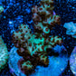 Acropora Coral - Ultra Acro Frag  WYSIWYG A5R5B1 Acropora Coral - Ultra Acro Frag  WYSIWYG A5R5B1 SPS Acropora Coral - Ultra Acro Frag  WYSIWYG A5R5B1 Zeo Box Reef