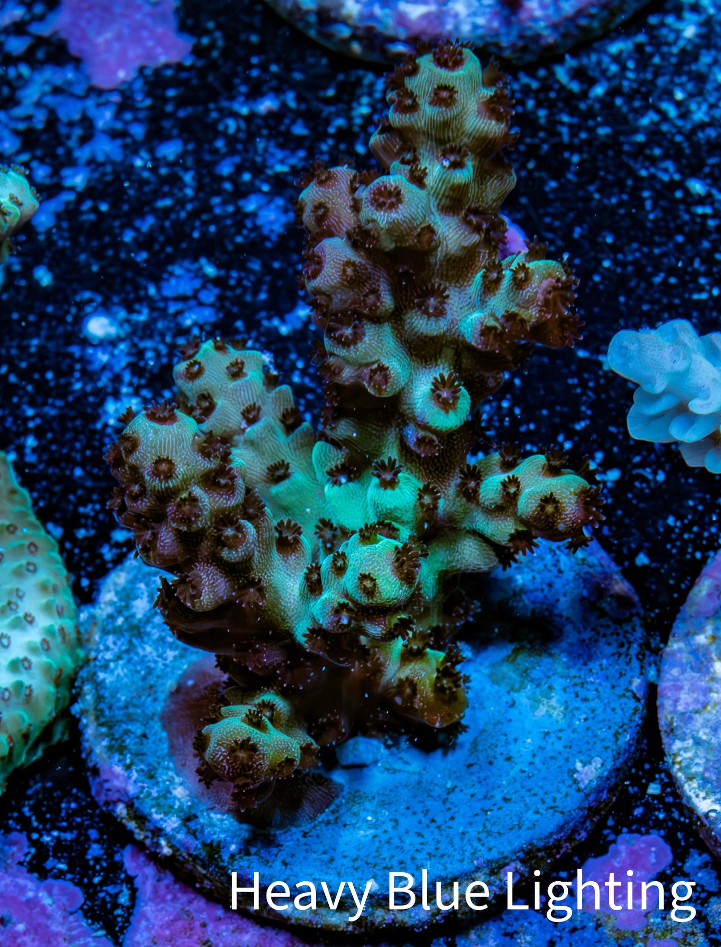 Acropora Coral - Ultra Acro Frag  WYSIWYG A5R5B1 Acropora Coral - Ultra Acro Frag  WYSIWYG A5R5B1 SPS Acropora Coral - Ultra Acro Frag  WYSIWYG A5R5B1 Zeo Box Reef