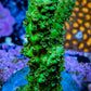 Acropora Coral - Ultra Acro Frag  WYSIWYG A5R5B1 Acropora Coral - Ultra Acro Frag  WYSIWYG A5R5B1 SPS Acropora Coral - Ultra Acro Frag  WYSIWYG A5R5B1 Zeo Box Reef