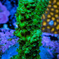 Acropora Coral - Ultra Acro Frag  WYSIWYG A5R5B1 Acropora Coral - Ultra Acro Frag  WYSIWYG A5R5B1 SPS Acropora Coral - Ultra Acro Frag  WYSIWYG A5R5B1 Zeo Box Reef