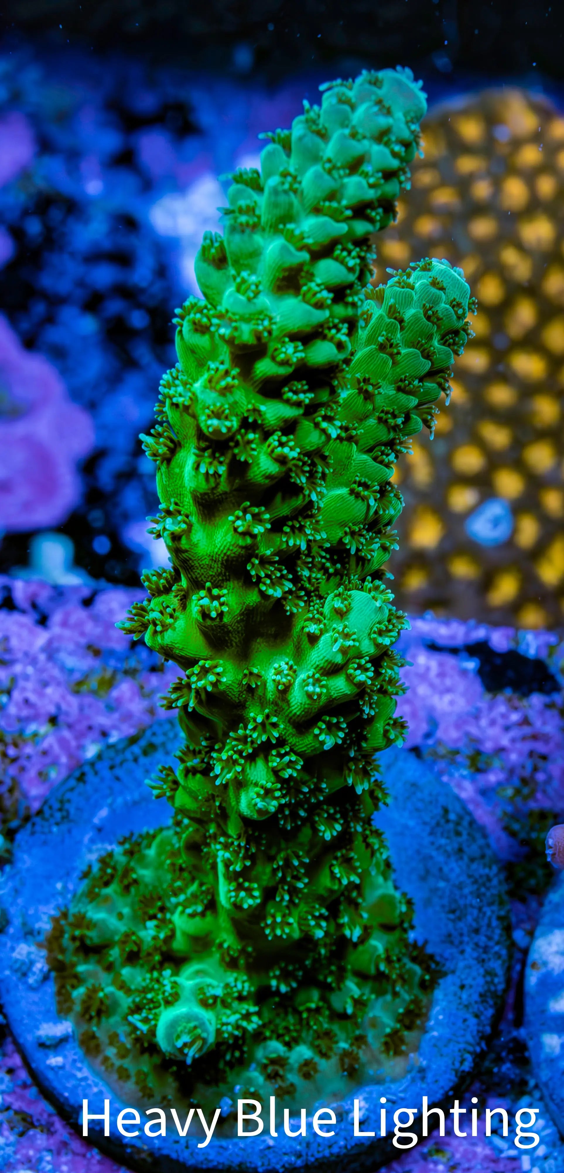 Acropora Coral - Ultra Acro Frag  WYSIWYG A5R5B1 Acropora Coral - Ultra Acro Frag  WYSIWYG A5R5B1 SPS Acropora Coral - Ultra Acro Frag  WYSIWYG A5R5B1 Zeo Box Reef