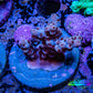 Acropora Coral -  Ultra  Acro Frag WYSIWYG A6R2B1 Acropora Coral -  Ultra  Acro Frag WYSIWYG A6R2B1 SPS Acropora Coral -  Ultra  Acro Frag WYSIWYG A6R2B1 Zeo Box Reef