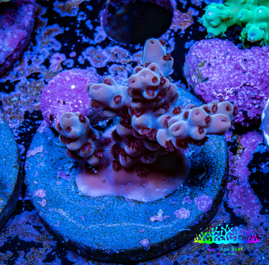 Acropora Coral -  Ultra  Acro Frag WYSIWYG A6R2B1 Acropora Coral -  Ultra  Acro Frag WYSIWYG A6R2B1 SPS Acropora Coral -  Ultra  Acro Frag WYSIWYG A6R2B1 Zeo Box Reef