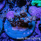 Acropora Coral -  Ultra  Acro Frag WYSIWYG A6R2B1 Acropora Coral -  Ultra  Acro Frag WYSIWYG A6R2B1 SPS Acropora Coral -  Ultra  Acro Frag WYSIWYG A6R2B1 Zeo Box Reef