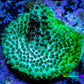 Acropora Coral -  Ultra Acro Frag WYSIWYG A6R5B1 Acropora Coral -  Ultra Acro Frag WYSIWYG A6R5B1 SPS Acropora Coral -  Ultra Acro Frag WYSIWYG A6R5B1 Zeo Box Reef