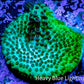 Acropora Coral -  Ultra Acro Frag WYSIWYG A6R5B1 Acropora Coral -  Ultra Acro Frag WYSIWYG A6R5B1 SPS Acropora Coral -  Ultra Acro Frag WYSIWYG A6R5B1 Zeo Box Reef