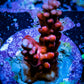 Acropora Coral -  Ultra Acro Frag WYSIWYG A6R5B1 Acropora Coral -  Ultra Acro Frag WYSIWYG A6R5B1 SPS Acropora Coral -  Ultra Acro Frag WYSIWYG A6R5B1 Zeo Box Reef