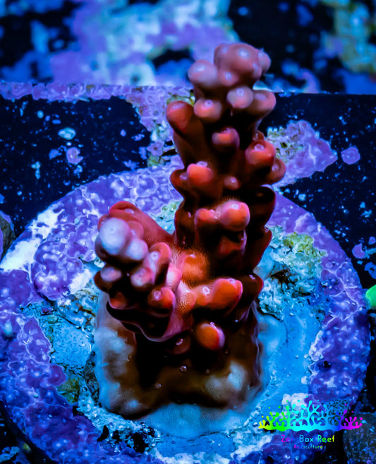 Acropora Coral -  Ultra Acro Frag WYSIWYG A6R5B1 Acropora Coral -  Ultra Acro Frag WYSIWYG A6R5B1 SPS Acropora Coral -  Ultra Acro Frag WYSIWYG A6R5B1 Zeo Box Reef