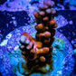 Acropora Coral -  Ultra Acro Frag WYSIWYG A6R5B1 Acropora Coral -  Ultra Acro Frag WYSIWYG A6R5B1 SPS Acropora Coral -  Ultra Acro Frag WYSIWYG A6R5B1 Zeo Box Reef