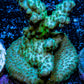 Acropora Coral - Ultra Acro Frag  WYSIWYG A6R5B1 Acropora Coral - Ultra Acro Frag  WYSIWYG A6R5B1 SPS Acropora Coral - Ultra Acro Frag  WYSIWYG A6R5B1 Zeo Box Reef
