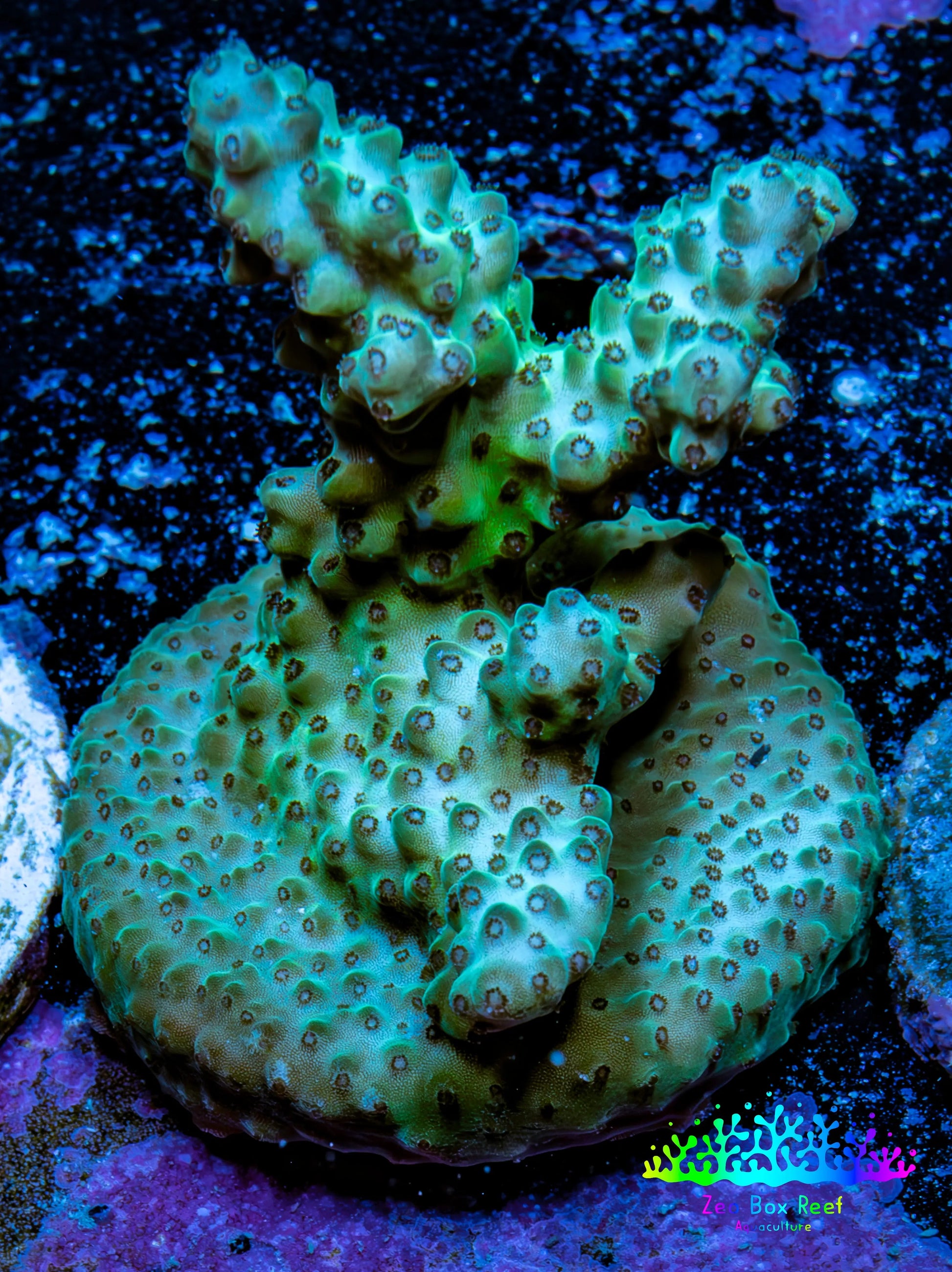 Acropora Coral - Ultra Acro Frag  WYSIWYG A6R5B1 Acropora Coral - Ultra Acro Frag  WYSIWYG A6R5B1 SPS Acropora Coral - Ultra Acro Frag  WYSIWYG A6R5B1 Zeo Box Reef