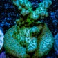 Acropora Coral - Ultra Acro Frag  WYSIWYG A6R5B1 Acropora Coral - Ultra Acro Frag  WYSIWYG A6R5B1 SPS Acropora Coral - Ultra Acro Frag  WYSIWYG A6R5B1 Zeo Box Reef