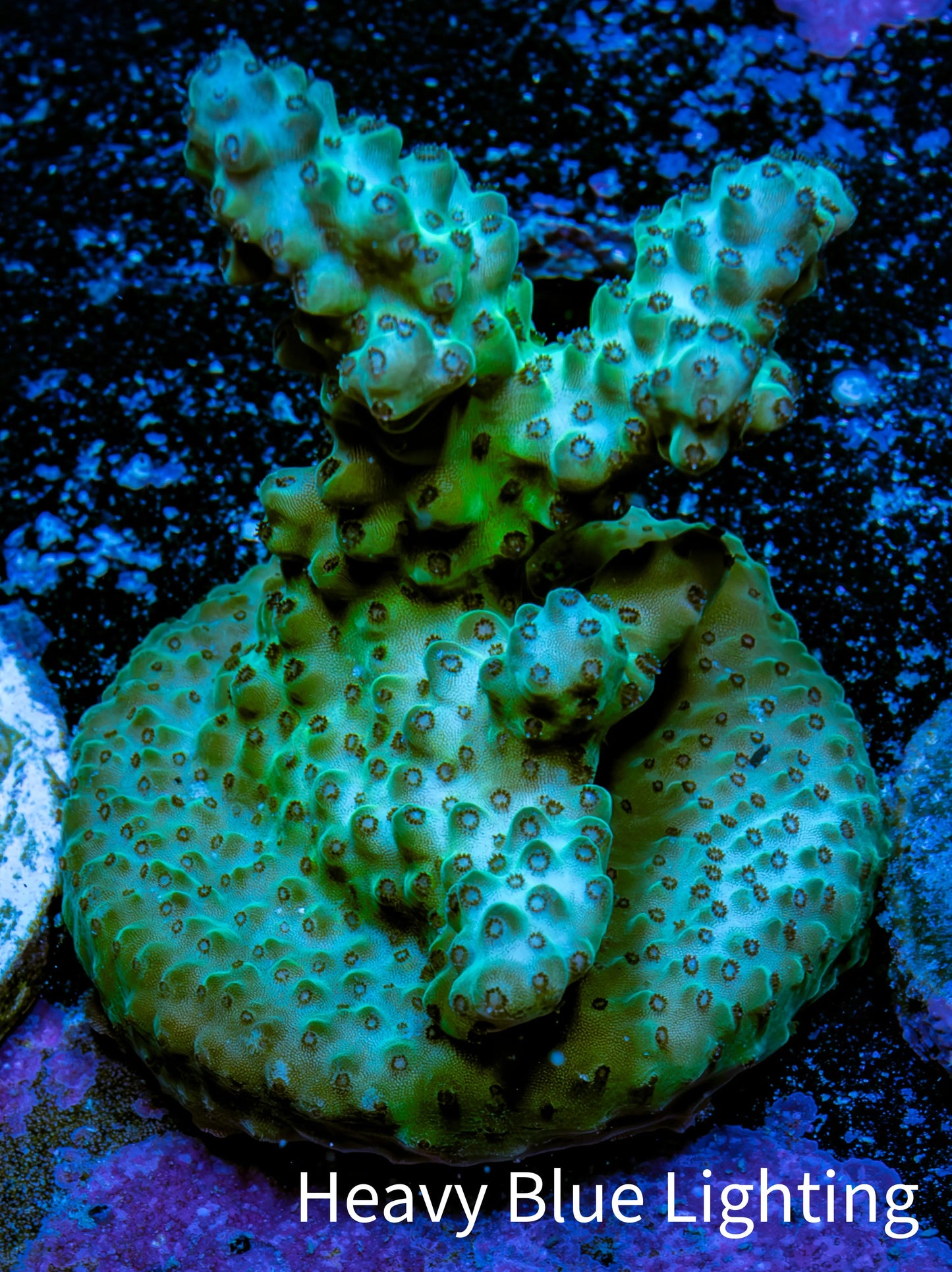 Acropora Coral - Ultra Acro Frag  WYSIWYG A6R5B1 Acropora Coral - Ultra Acro Frag  WYSIWYG A6R5B1 SPS Acropora Coral - Ultra Acro Frag  WYSIWYG A6R5B1 Zeo Box Reef