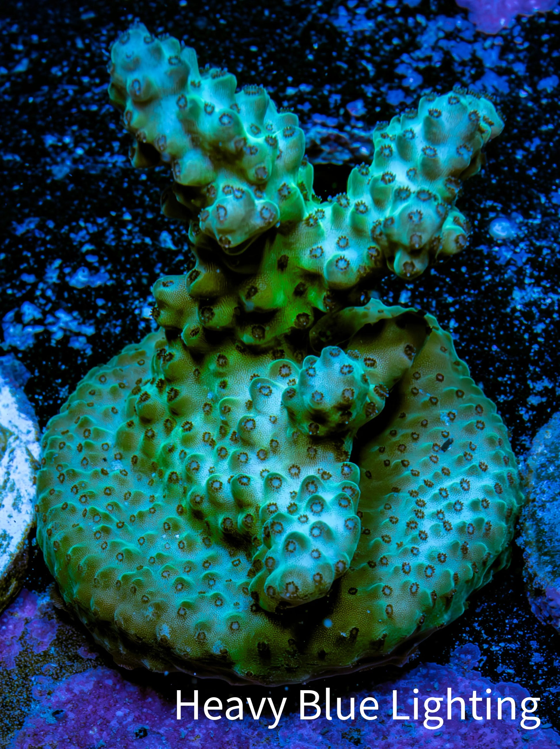 Acropora Coral - Ultra Acro Frag  WYSIWYG A6R5B1 Acropora Coral - Ultra Acro Frag  WYSIWYG A6R5B1 SPS Acropora Coral - Ultra Acro Frag  WYSIWYG A6R5B1 Zeo Box Reef