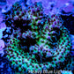 Acropora Coral -  Ultra Acro Frag WYSIWYG A7R2B1 Acropora Coral -  Ultra Acro Frag WYSIWYG A7R2B1 SPS Acropora Coral -  Ultra Acro Frag WYSIWYG A7R2B1 Zeo Box Reef