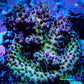 Acropora Coral -  Ultra Acro Frag WYSIWYG A7R2B1 Acropora Coral -  Ultra Acro Frag WYSIWYG A7R2B1 SPS Acropora Coral -  Ultra Acro Frag WYSIWYG A7R2B1 Zeo Box Reef