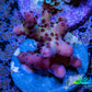 Acropora Coral -  Ultra  Acro Frag WYSIWYG A7R2B1 Acropora Coral -  Ultra  Acro Frag WYSIWYG A7R2B1 SPS Acropora Coral -  Ultra  Acro Frag WYSIWYG A7R2B1 Zeo Box Reef