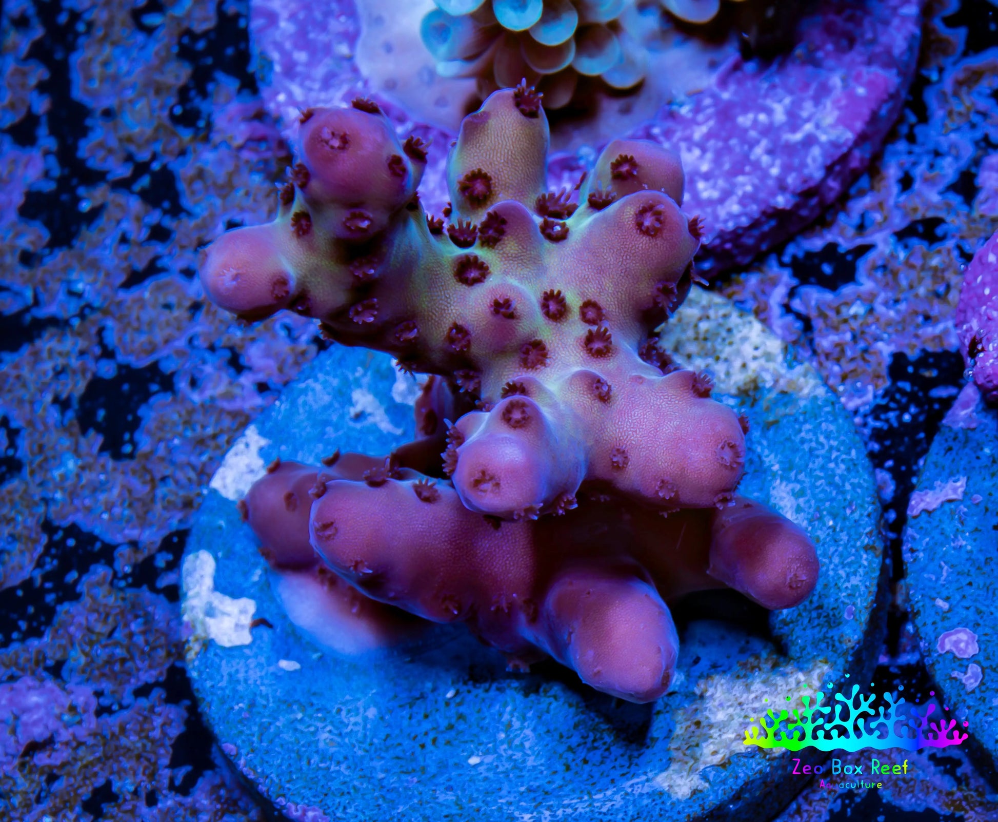 Acropora Coral -  Ultra  Acro Frag WYSIWYG A7R2B1 Acropora Coral -  Ultra  Acro Frag WYSIWYG A7R2B1 SPS Acropora Coral -  Ultra  Acro Frag WYSIWYG A7R2B1 Zeo Box Reef