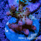 Acropora Coral -  Ultra  Acro Frag WYSIWYG A7R2B1 Acropora Coral -  Ultra  Acro Frag WYSIWYG A7R2B1 SPS Acropora Coral -  Ultra  Acro Frag WYSIWYG A7R2B1 Zeo Box Reef