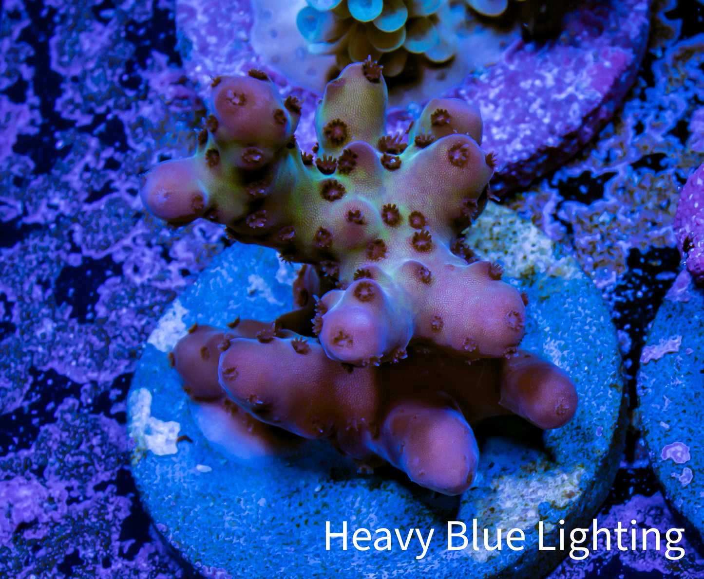 Acropora Coral -  Ultra  Acro Frag WYSIWYG A7R2B1 Acropora Coral -  Ultra  Acro Frag WYSIWYG A7R2B1 SPS Acropora Coral -  Ultra  Acro Frag WYSIWYG A7R2B1 Zeo Box Reef