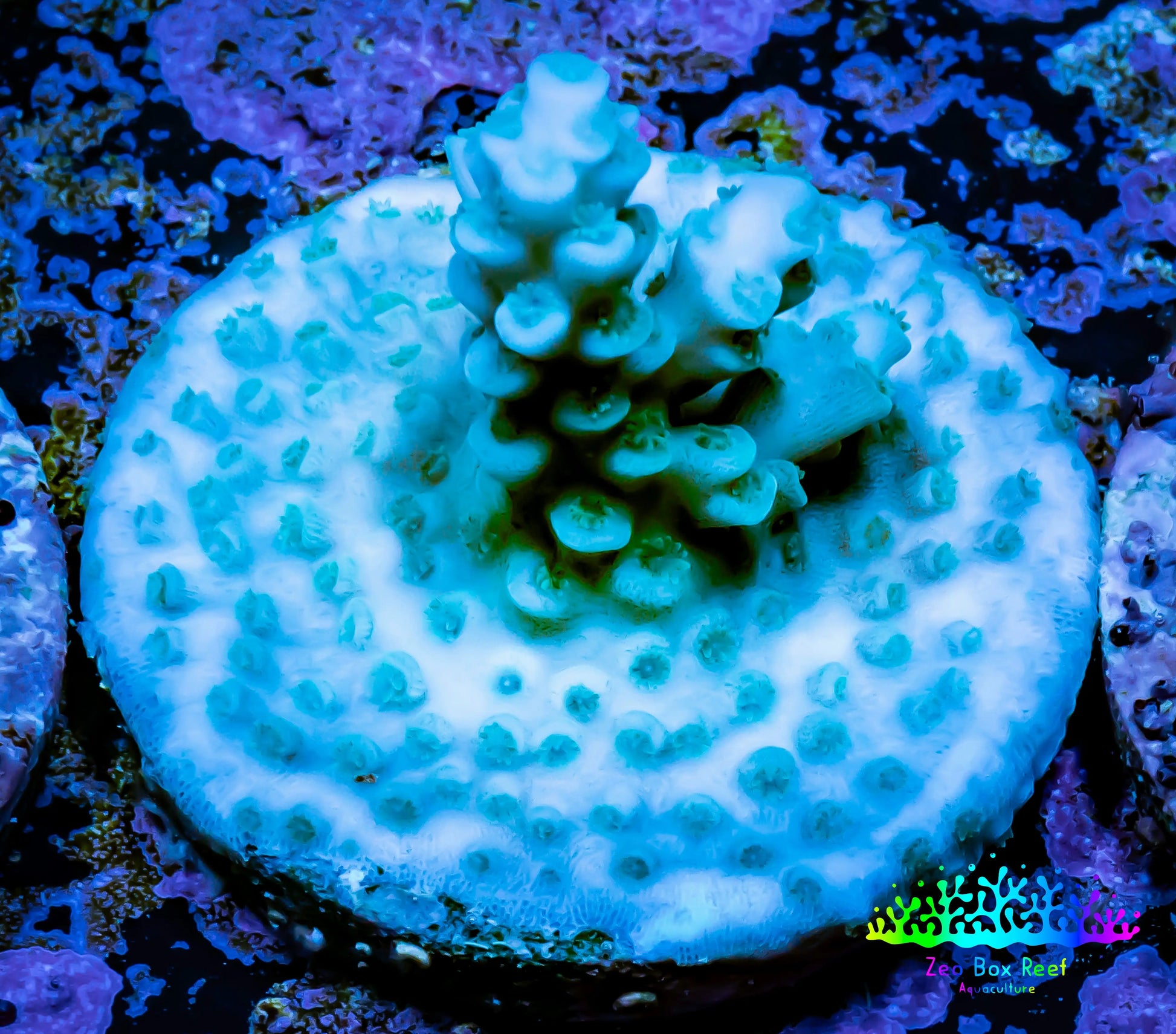 Acropora Coral -  Ultra Acro Frag WYSIWYG A7R5B1 Acropora Coral -  Ultra Acro Frag WYSIWYG A7R5B1 SPS Acropora Coral -  Ultra Acro Frag WYSIWYG A7R5B1 Zeo Box Reef