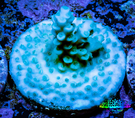 Acropora Coral -  Ultra Acro Frag WYSIWYG A7R5B1 Acropora Coral -  Ultra Acro Frag WYSIWYG A7R5B1 SPS Acropora Coral -  Ultra Acro Frag WYSIWYG A7R5B1 Zeo Box Reef