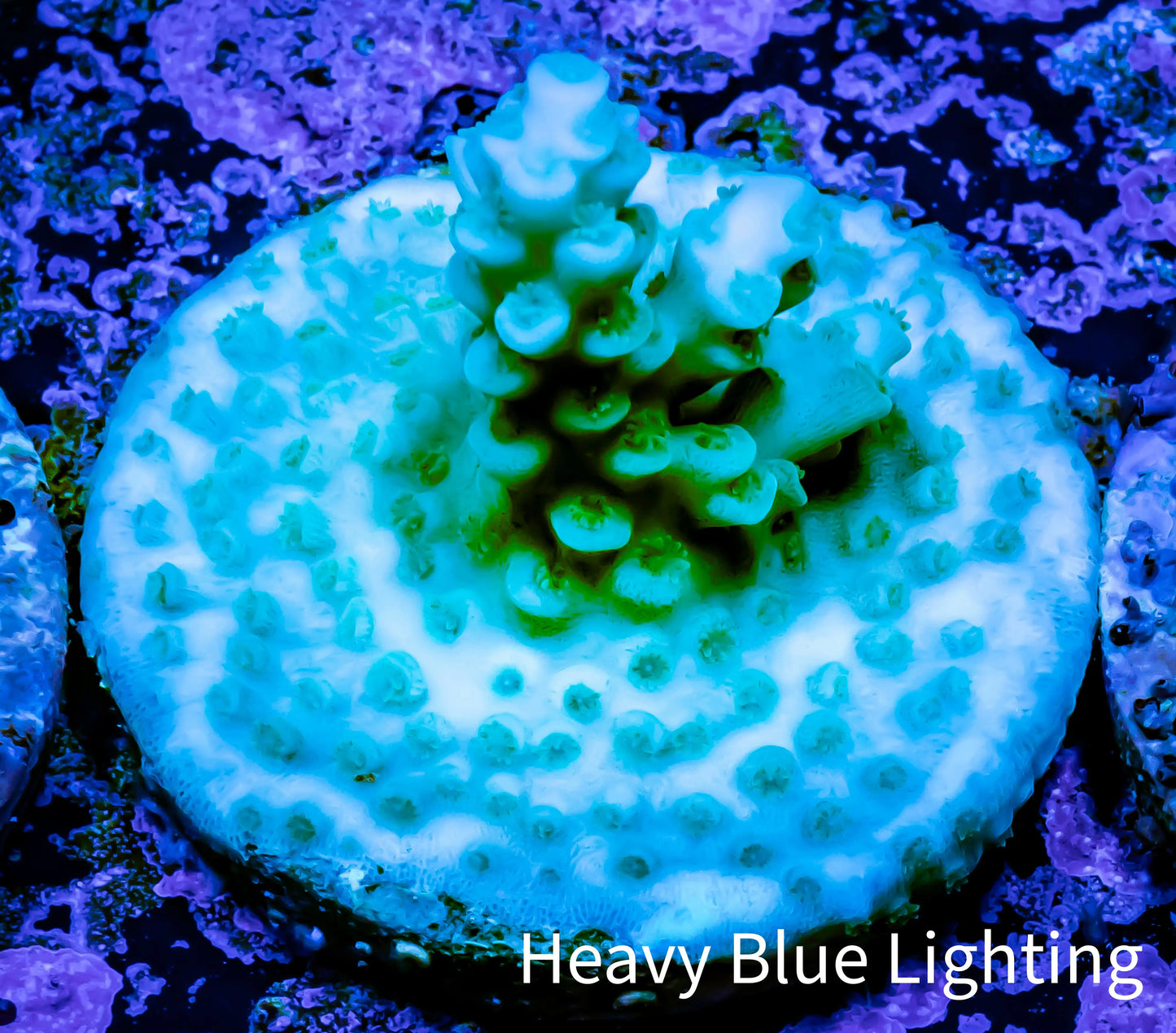 Acropora Coral -  Ultra Acro Frag WYSIWYG A7R5B1 Acropora Coral -  Ultra Acro Frag WYSIWYG A7R5B1 SPS Acropora Coral -  Ultra Acro Frag WYSIWYG A7R5B1 Zeo Box Reef