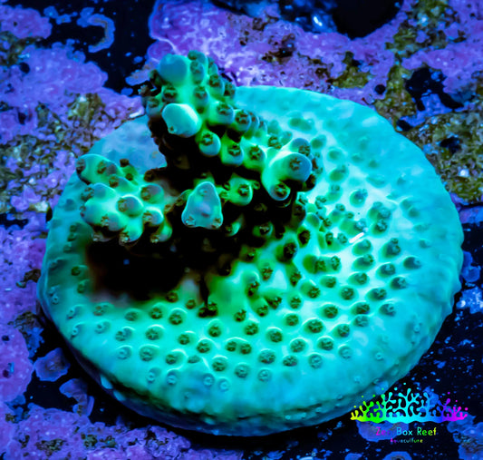 Acropora Coral -  Ultra Acro Frag WYSIWYG A7R5B1 Acropora Coral -  Ultra Acro Frag WYSIWYG A7R5B1 SPS Acropora Coral -  Ultra Acro Frag WYSIWYG A7R5B1 Zeo Box Reef