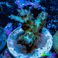 Acropora Coral - Ultra Acro Frag  WYSIWYG A7R5B1 Acropora Coral - Ultra Acro Frag  WYSIWYG A7R5B1 SPS Acropora Coral - Ultra Acro Frag  WYSIWYG A7R5B1 Zeo Box Reef