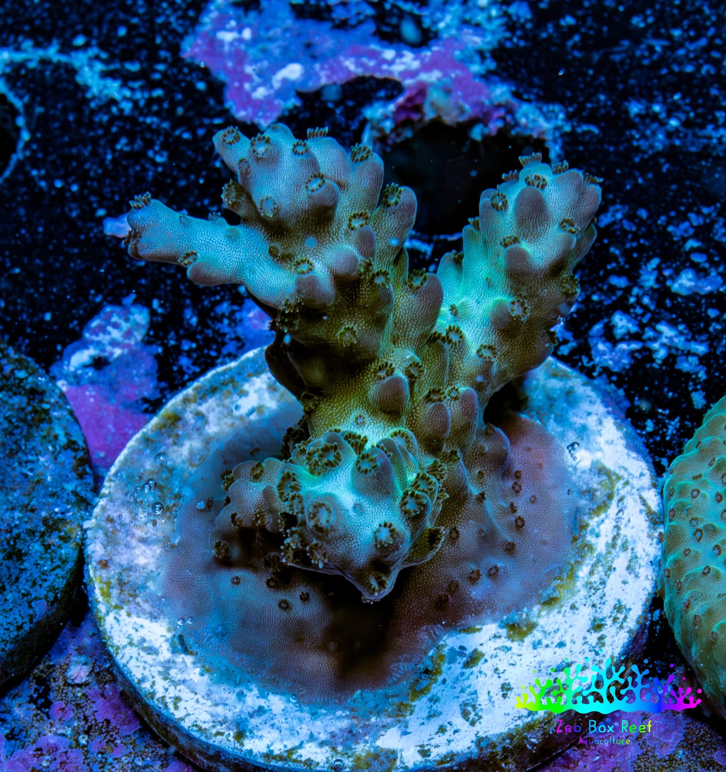 Acropora Coral - Ultra Acro Frag  WYSIWYG A7R5B1 Acropora Coral - Ultra Acro Frag  WYSIWYG A7R5B1 SPS Acropora Coral - Ultra Acro Frag  WYSIWYG A7R5B1 Zeo Box Reef