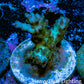 Acropora Coral - Ultra Acro Frag  WYSIWYG A7R5B1 Acropora Coral - Ultra Acro Frag  WYSIWYG A7R5B1 SPS Acropora Coral - Ultra Acro Frag  WYSIWYG A7R5B1 Zeo Box Reef