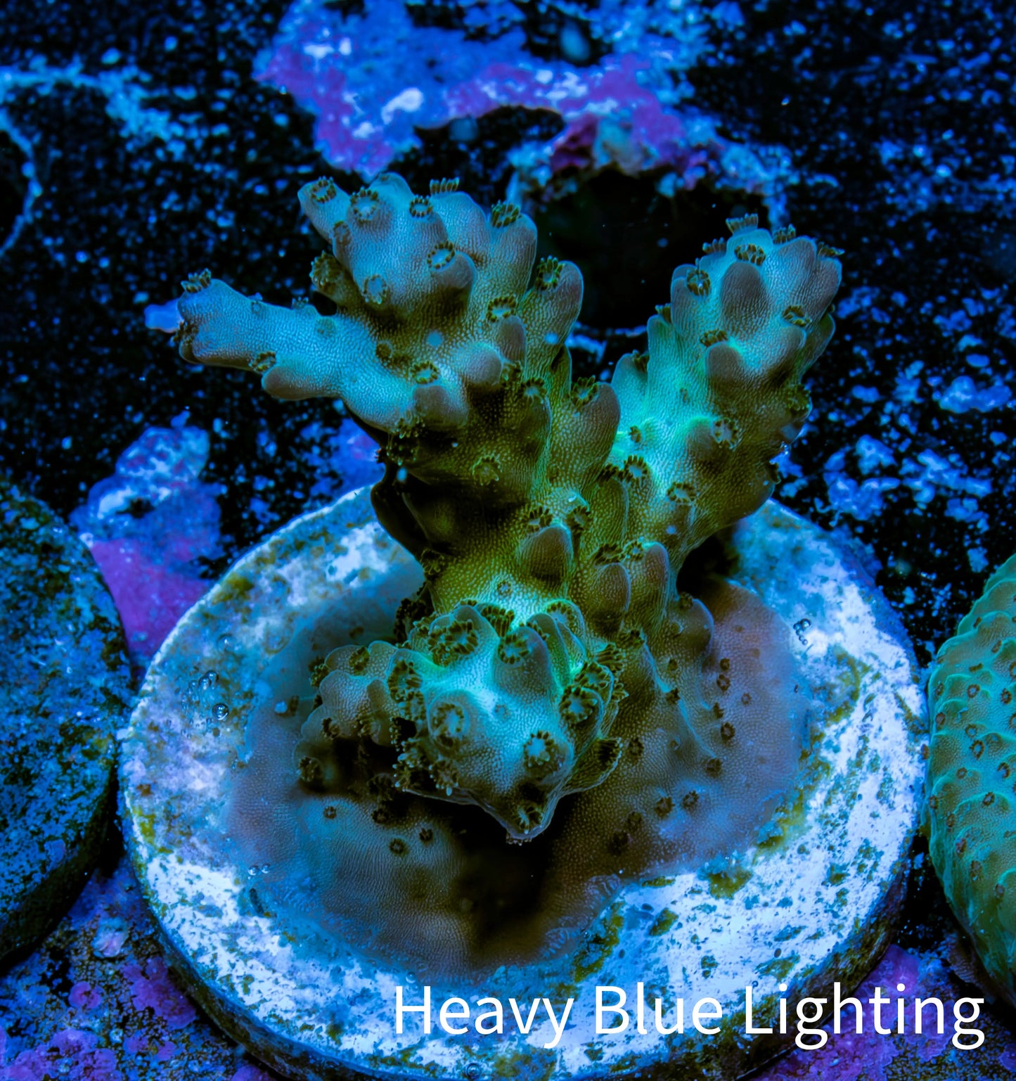Acropora Coral - Ultra Acro Frag  WYSIWYG A7R5B1 Acropora Coral - Ultra Acro Frag  WYSIWYG A7R5B1 SPS Acropora Coral - Ultra Acro Frag  WYSIWYG A7R5B1 Zeo Box Reef