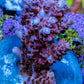 Acropora Coral - Ultra Acro Frag  WYSIWYG A7R5B1 Acropora Coral - Ultra Acro Frag  WYSIWYG A7R5B1 SPS Acropora Coral - Ultra Acro Frag  WYSIWYG A7R5B1 Zeo Box Reef
